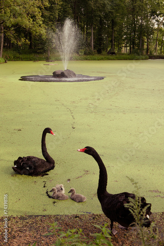 Black swans photo