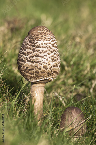 Two toadstools growing in grass