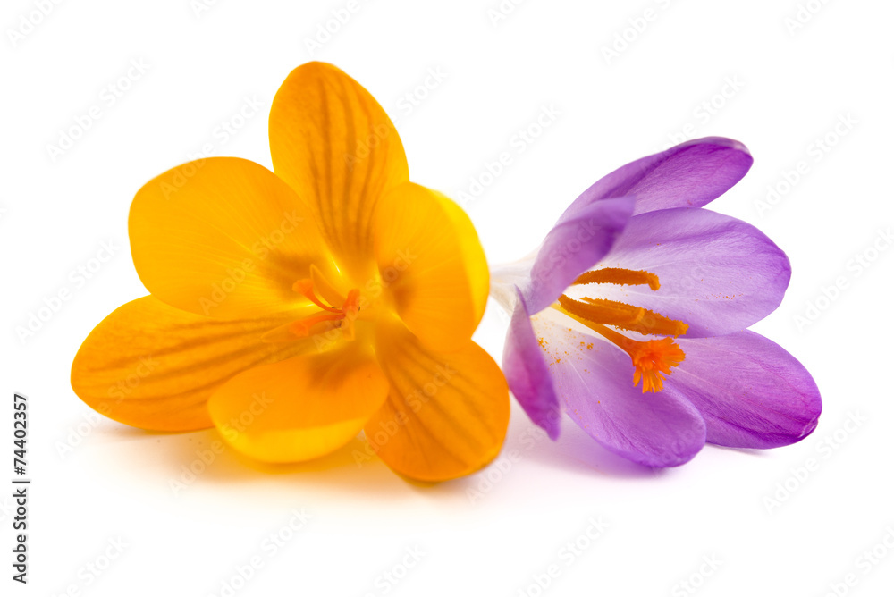 Fototapeta premium Gelbe und lila Krokusblüte