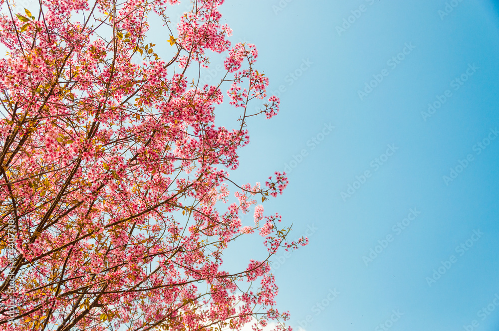Beautiful cherry blossom (Sakura), Chiang Mai, Thailand Beautiful cherry blossom (Sakura), Chiang Mai, Thailand