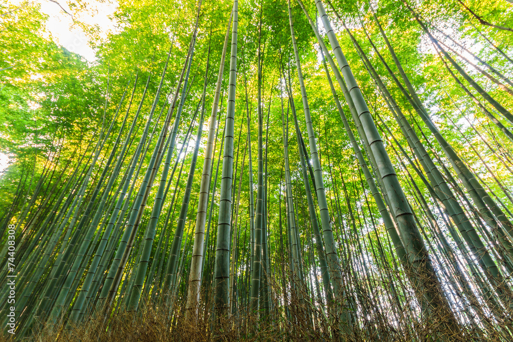 Bamboo Groves, bamboo forest.