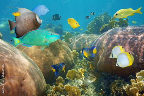 Colorful tropical fish in a coral reef
