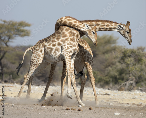 Etosha National Park Namibia, Africa  giraffe fighting. #74408704