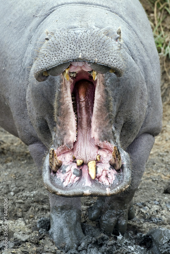 Kruger National Park South Africa, hippopotamus. © 169169