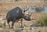 Etosha National Park Namibia, Africa  rhinoceros