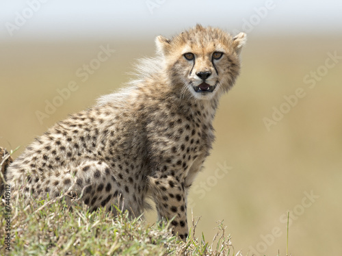 africa kenya Masai Mara reserve cheetah cub
