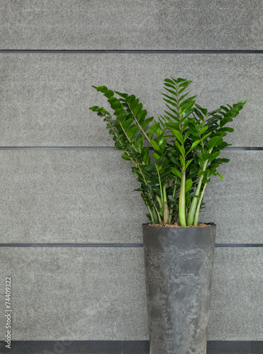 Plant in flowerpot © Photographee.eu