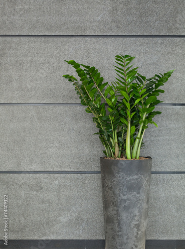 Plant in flowerpot photo