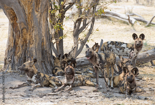 Canvas Print africa Botswana Okavango,   wild dogs