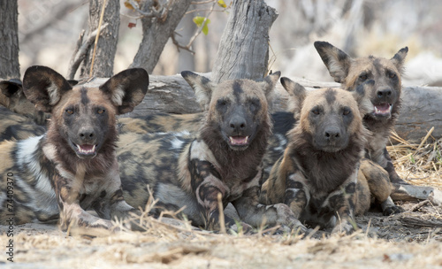 africa Botswana Okavango delta animals wildlife wild dogs