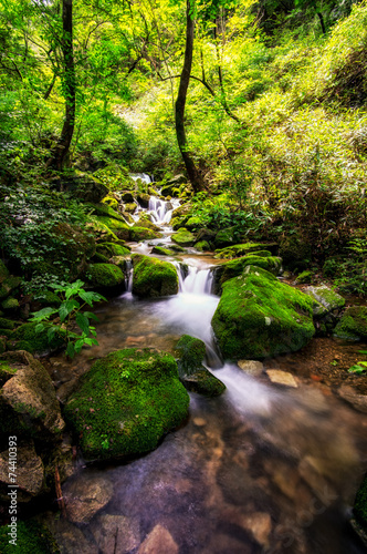 A small creek in a mossy forest. Taken in Wanju  South Korea