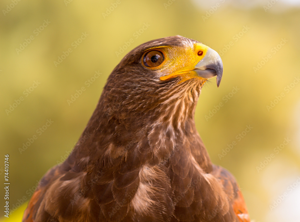 tête de buse épervier Stock Photo