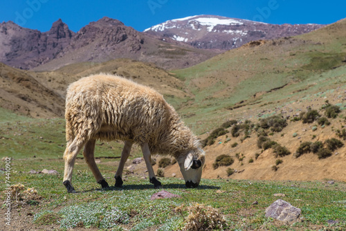 sheep in the mount atlas