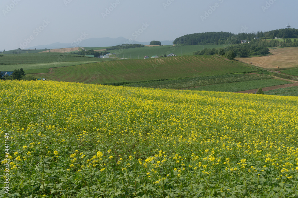 Canola flowers stretching for miles under the summer sun.