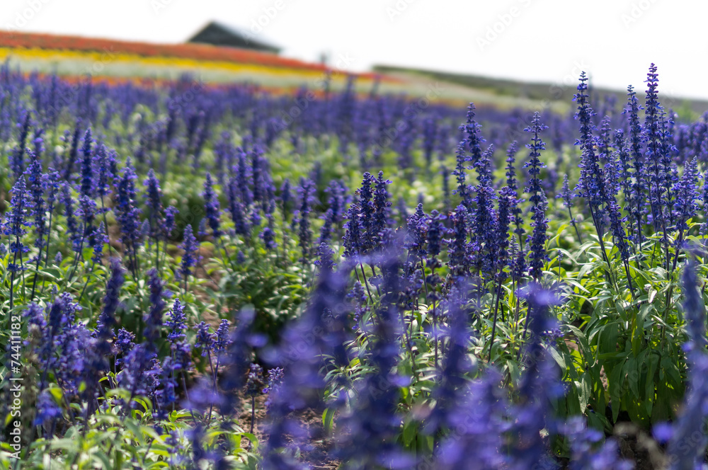 Fototapeta premium Field of flowers with a farm house in the distance.