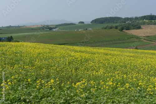 Canola flowers stretching for miles under the summer sun.