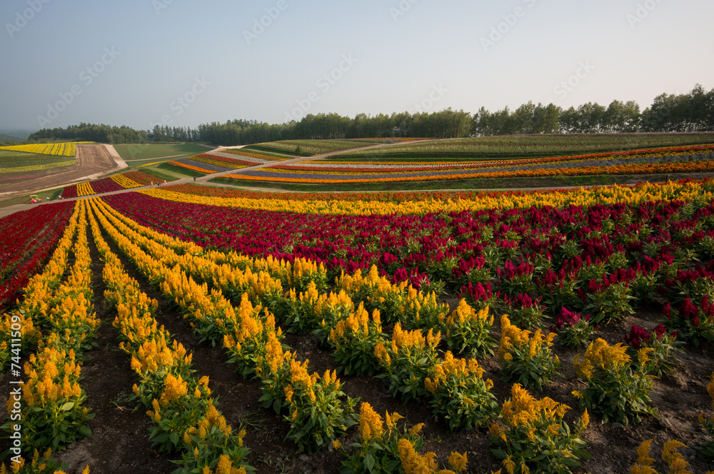 Field of flowers stretching for miles. Taken in Biei, Japan. Field of flowers stretching for miles. Taken in Biei, Japan.