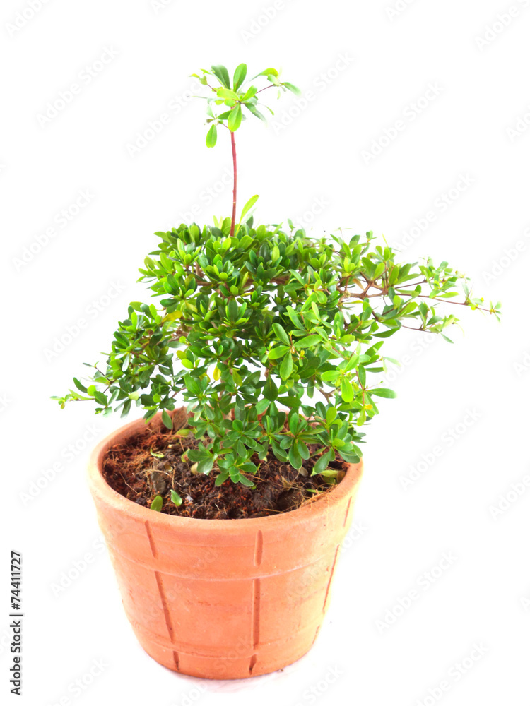 plant in terracotta pot isolated on white background plant in terracotta pot isolated on white background