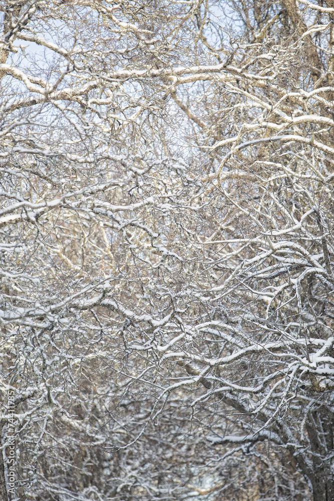 Winter Bransches full frame Winter Bransches full frame
