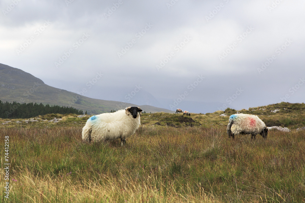 Fototapeta premium Herd of white sheep with black head.