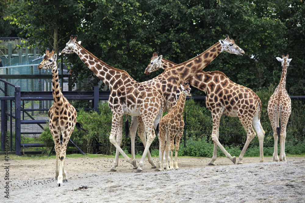 Obraz premium Herd of giraffes with cub.