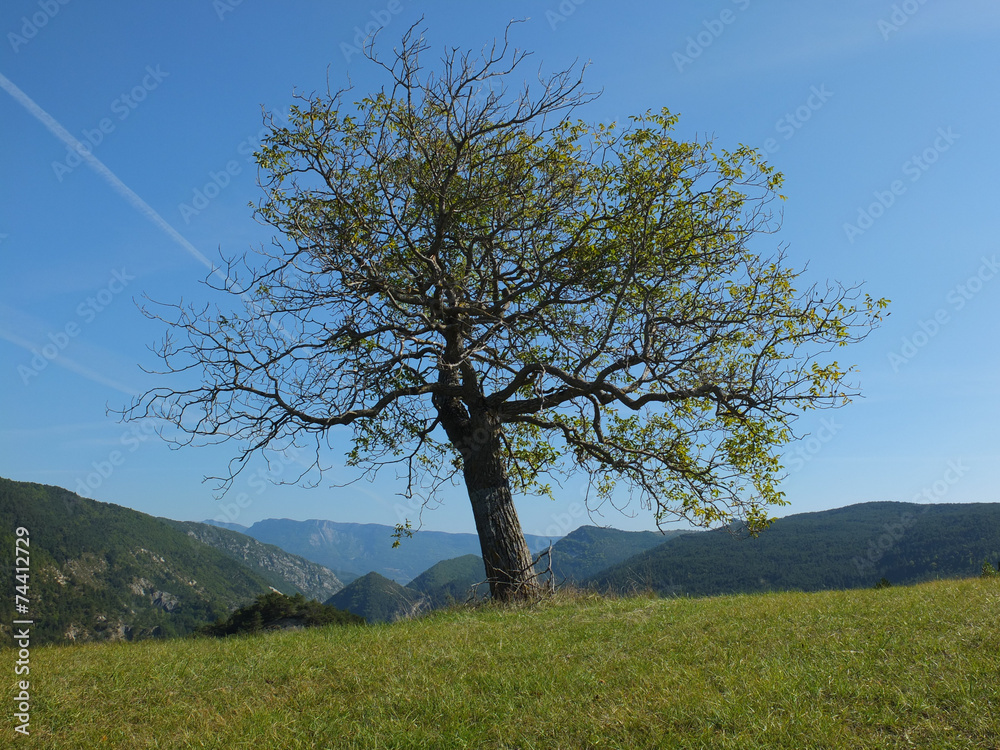 Obraz premium Arbre solitaire