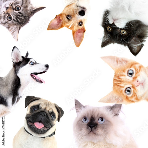 Fototapeta Naklejka Na Ścianę i Meble -  Collage of cute dogs and cats isolated on white
