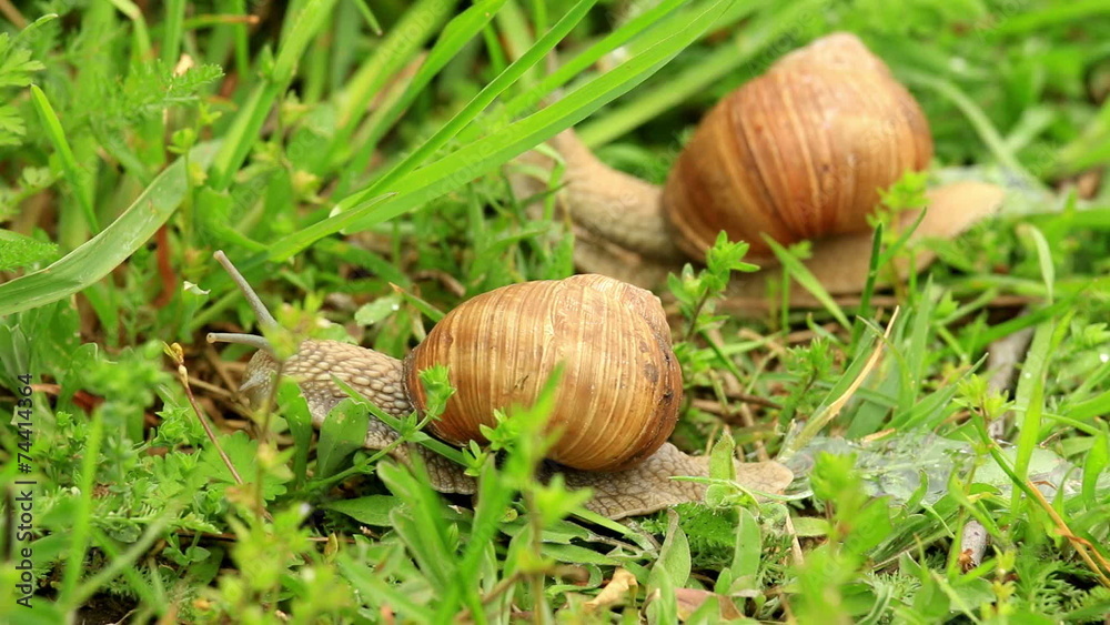 Burgundy snail (Helix pomatia) in the green grass Burgundy snail (Helix pomatia) in the green grass