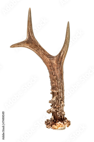 Roe deer horn isolated