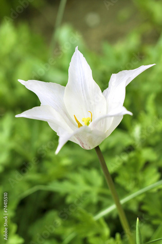 White tulip closeup