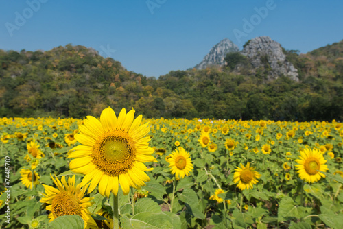 Sunflowers at the field