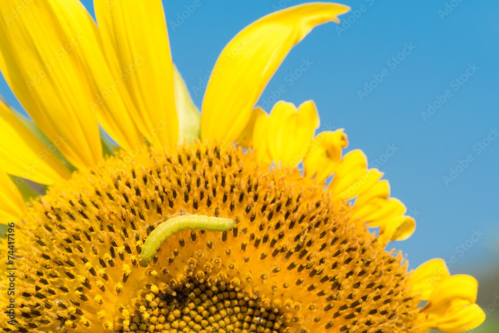 Naklejka premium Close-up caterpillar on sunflowers