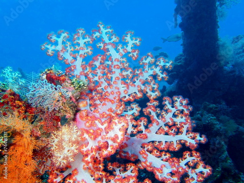 Soft coral, Island Bali, Tulamben