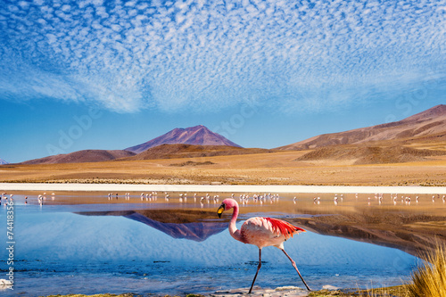 Lagoon flamingo bolivia photo