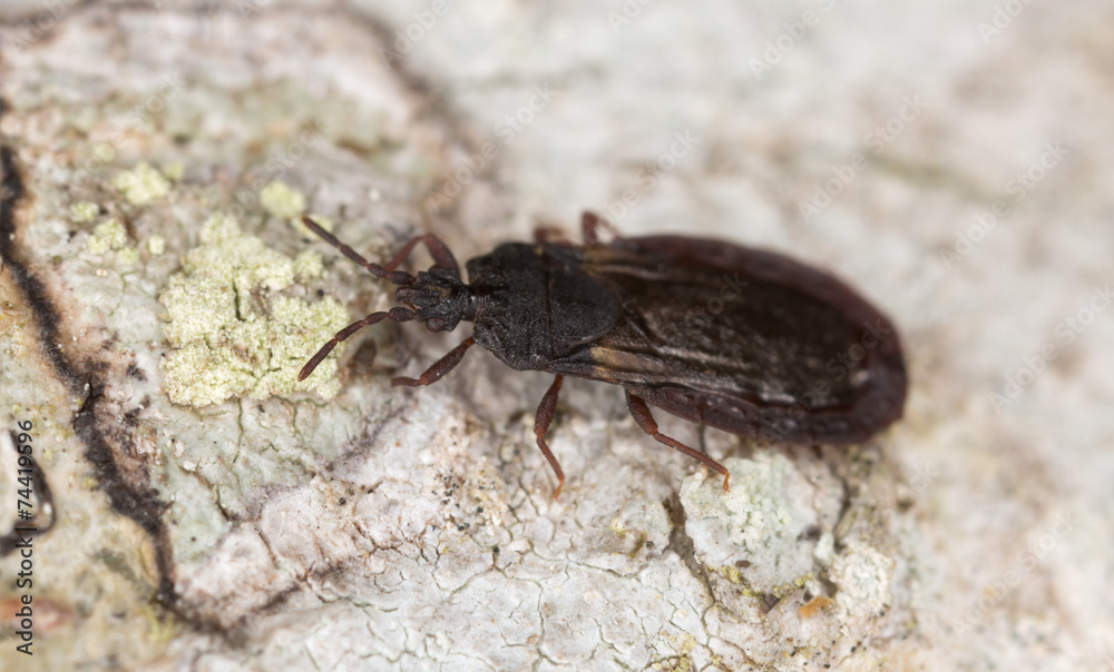 Flat bug, Aneurus avenius on wood