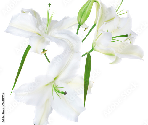 Beautiful lily isolated on white