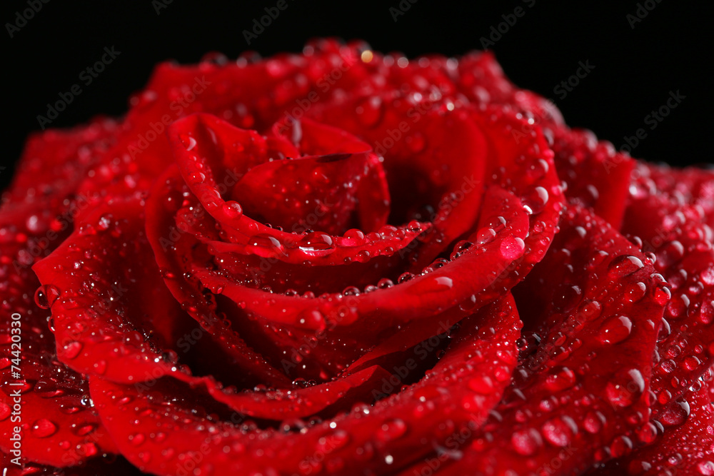 Beautiful red rose close-up