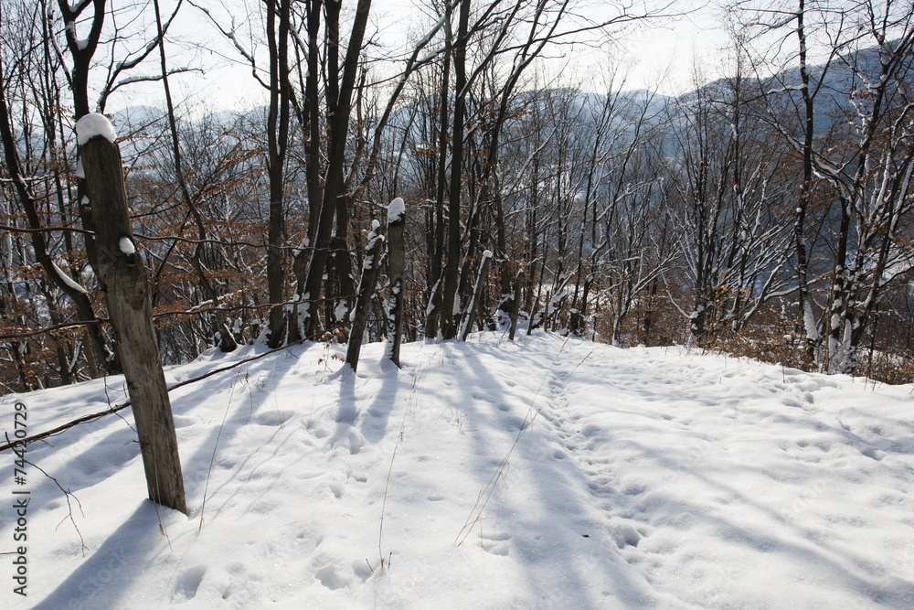 Fototapeta premium winter alley