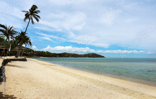 seascape with palm trees