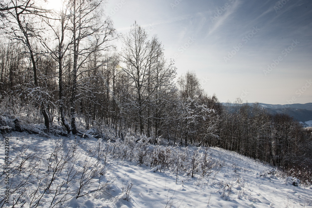 Obraz premium snowy landscape