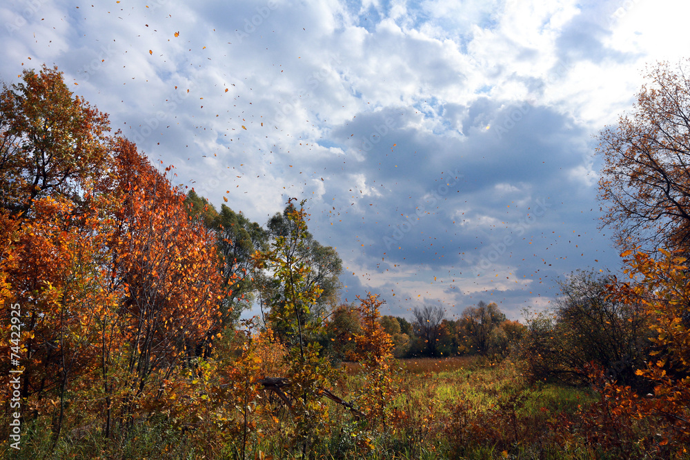 Fototapeta premium golden autumn