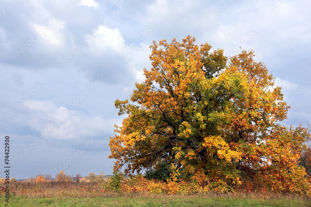 golden autumn golden autumn