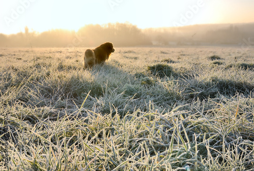 chien dans un champ en hiver
