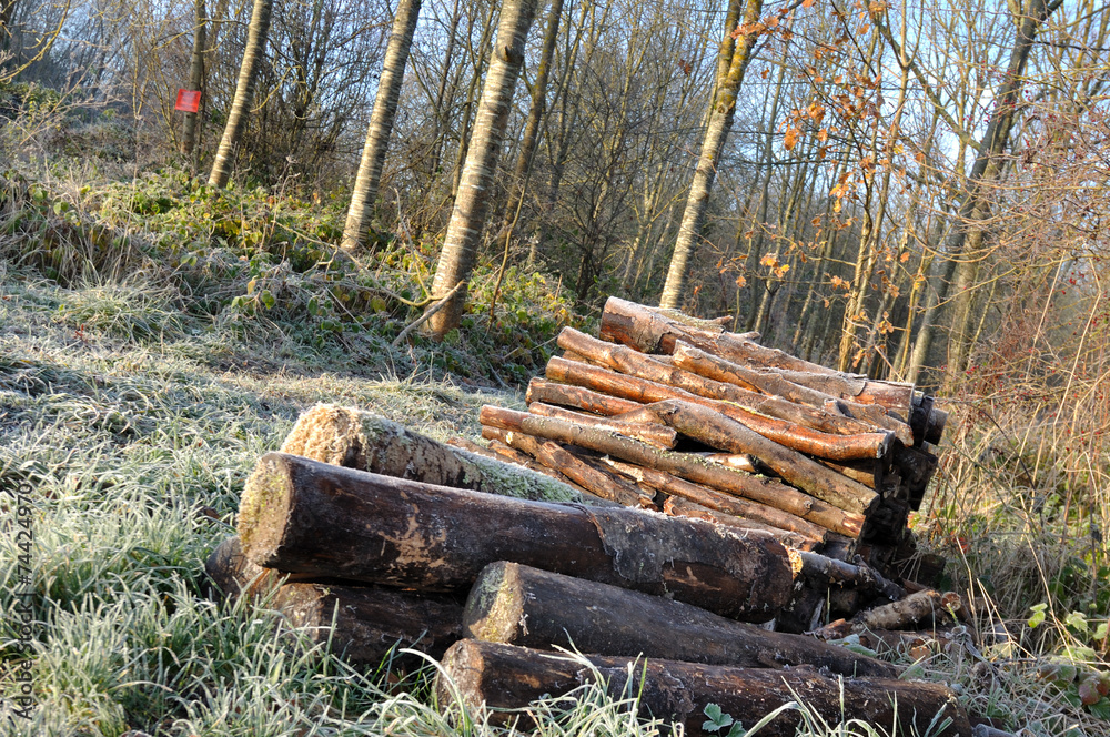 tas de bois