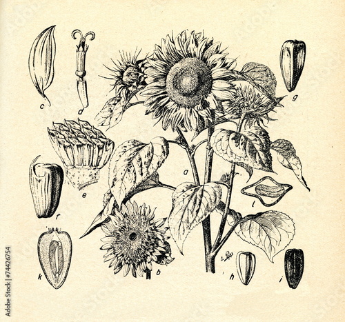 Common sunflower (Helianthus annuus)