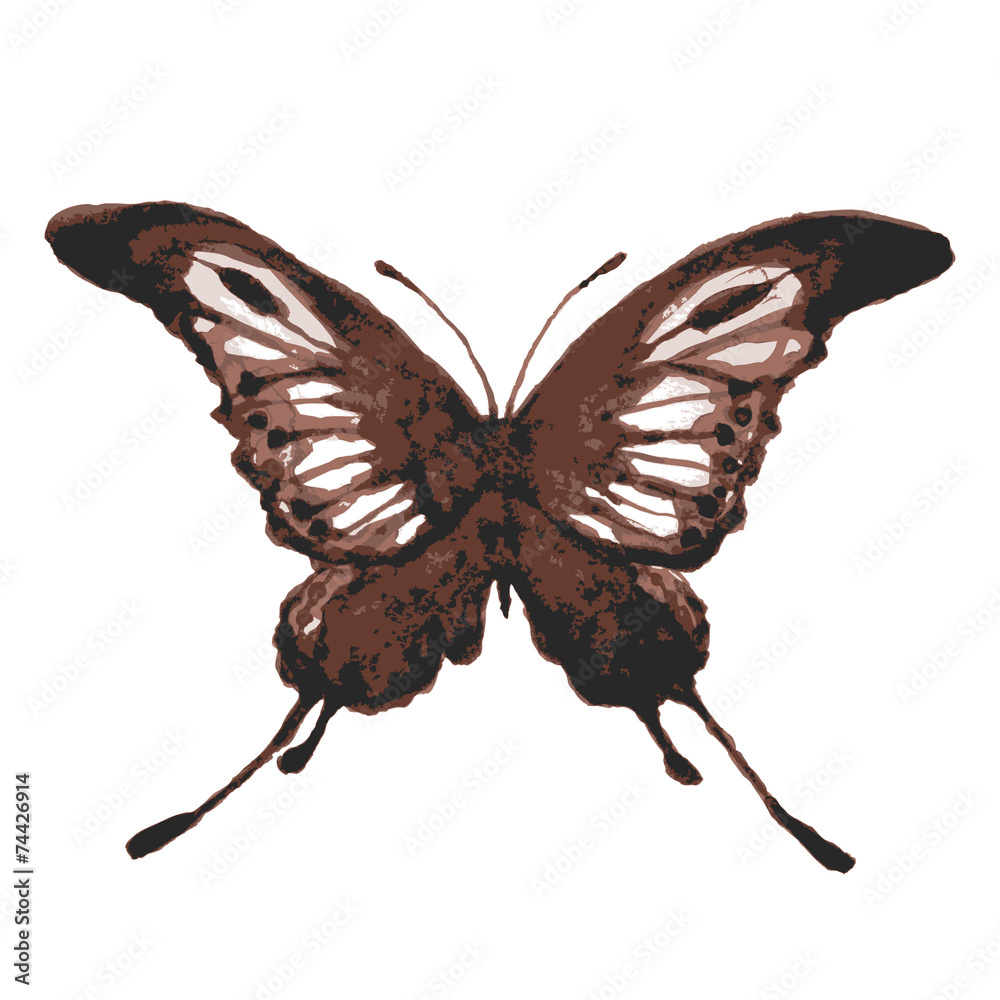 Fototapeta premium butterfly302