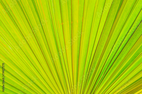 Texture of green palm leaf background