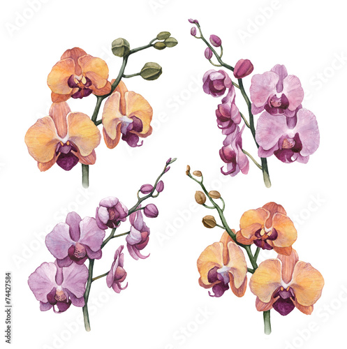 Watercolor orchid flowers