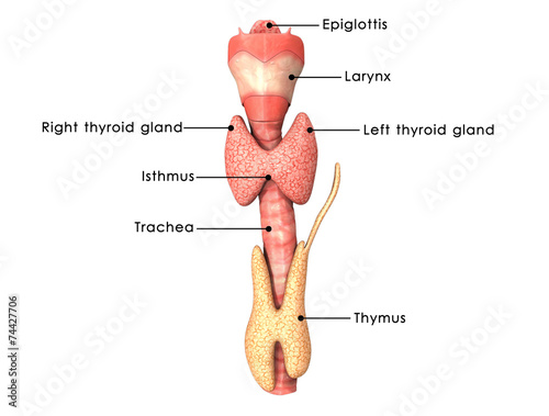 Thyroid gland