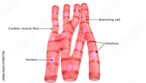 Картината върху платно Cardiac muscle
